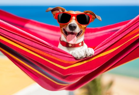 Spiagge pet friendly
