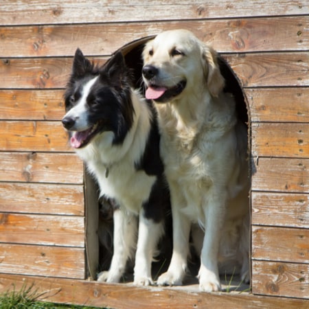Pensioni per animali