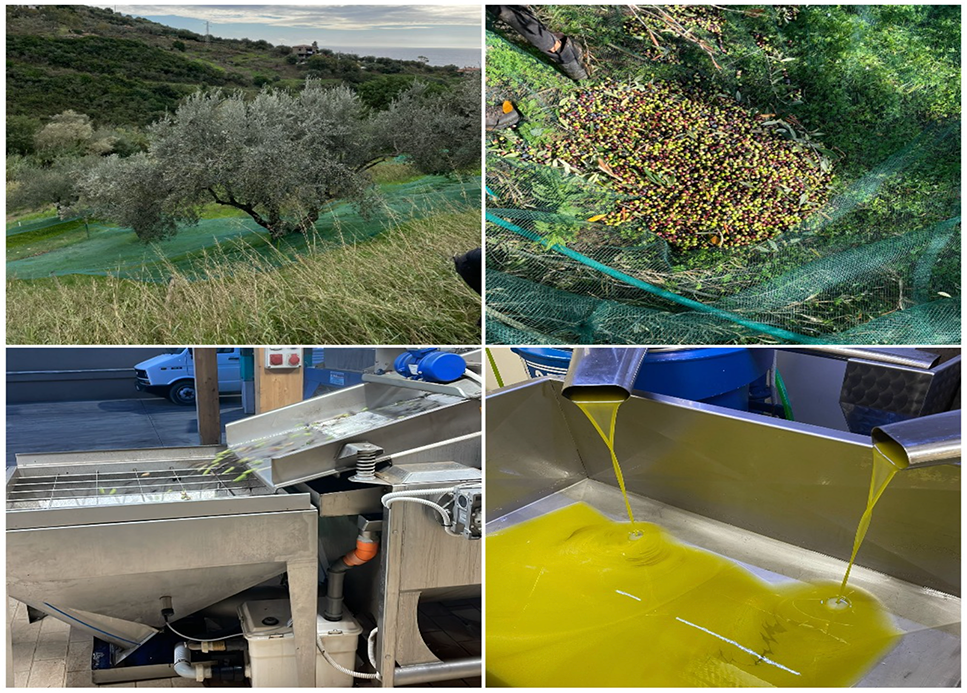 Analisi strategica nel settore del turismo enogastronomico, tra innovazione e tradizione: il caso Tenuta Lombardi - Immagine 16